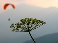 Blumen