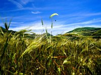 01.008.Castelluccio